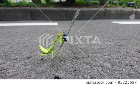 Praying mantis prey (dragonfly) 2 Praying mantis prey (dragonfly) 2 93223687