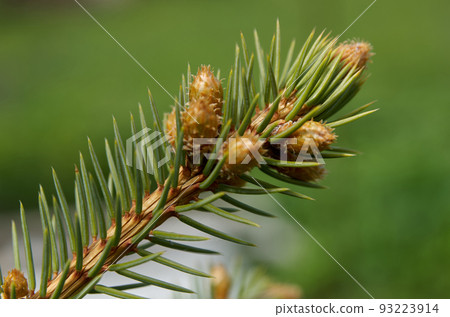 Close up of green larch branch with small cones Close up of green larch branch with small cones 93223914
