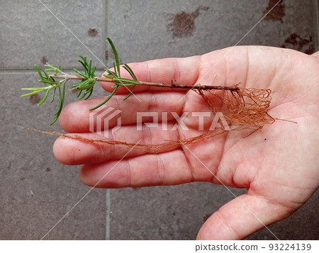 Rooting with rosemary cuttings Rooting with rosemary cuttings 93224139