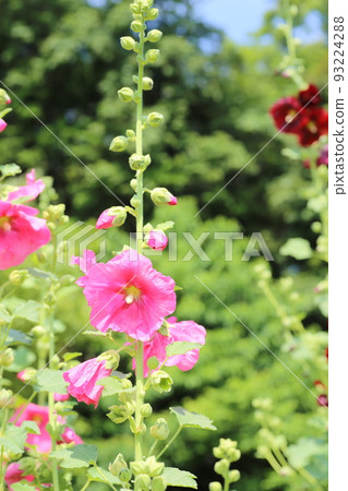 Hollyhock flowers blooming in the garden of a farmhouse, waiting for the end of the rainy season 93224288