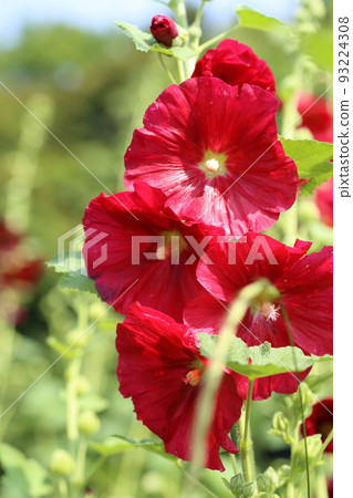 Hollyhock flowers blooming in the garden of a farmhouse, waiting for the end of the rainy season Hollyhock flowers blooming in the garden of a farmhouse, waiting for the end of the rainy season 93224308