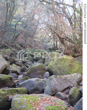 深秋的馬澤野山谷，位於熊本縣阿蘇郡南小國町的原始、未受破壞的山谷，通常是禁止進入的。 93224322