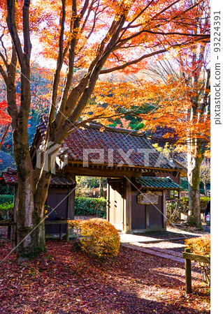 藥師門藥師池公園的紅葉（東京都町田） 93224391
