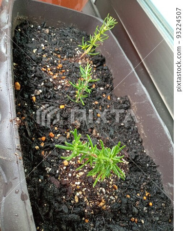 I planted a rosemary seedling in a planter 93224507