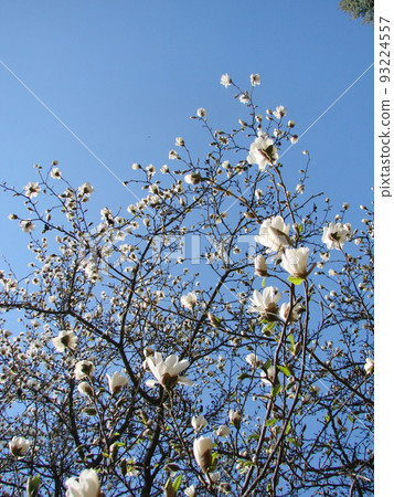 White Magnolia flower bloom on background of blurry 93224557