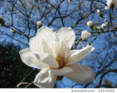 White magnolia flower against the sky close-up 93224568