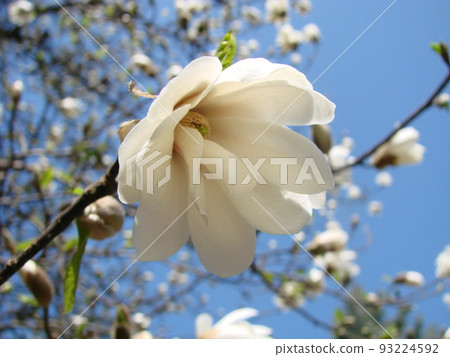 White magnolia flower against the sky close-up White magnolia flower against the sky close-up 93224592