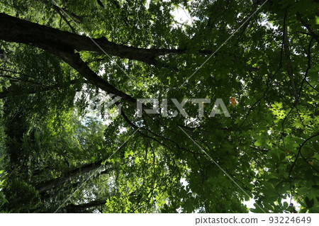 盛夏栃之木茂盛的山中大樹 盛夏栃之木茂盛的山中大樹 93224649