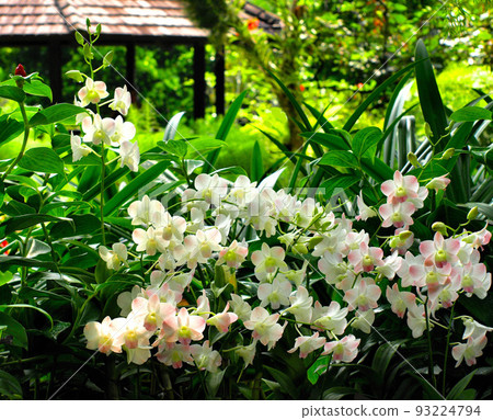 新加坡國家蘭花園的花園花 新加坡國家蘭花園的花園花 93224794