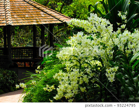 新加坡國家蘭花園的花園花 新加坡國家蘭花園的花園花 93224795
