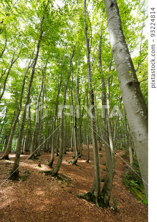 Summer beauty forest 93224814
