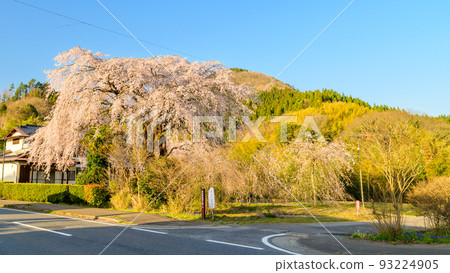美麗的垂枝櫻花風景 宮崎縣西臼杵郡五瀨町(原田家的垂枝櫻花) 美麗的垂枝櫻花風景 宮崎縣西臼杵郡五瀨町(原田家的垂枝櫻花) 93224905