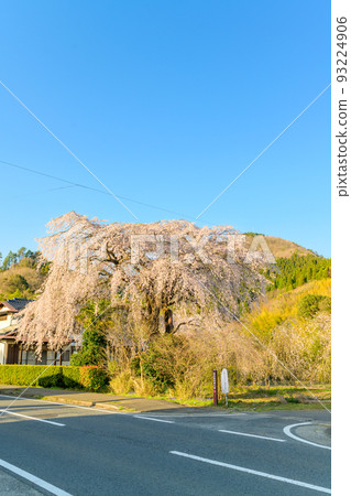 美麗的垂枝櫻花風景 宮崎縣西臼杵郡五瀨町(原田家的垂枝櫻花) 美麗的垂枝櫻花風景 宮崎縣西臼杵郡五瀨町(原田家的垂枝櫻花) 93224906
