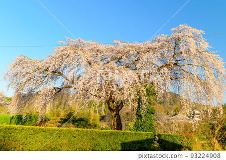 A beautiful weeping cherry tree scenery Gokase-cho, Nishiusuki-gun, Miyazaki Prefecture (Harada family's weeping cherry tree) A beautiful weeping cherry tree scenery Gokase-cho, Nishiusuki-gun, Miyazaki Prefecture (Harada family's weeping cherry tree) 93224908