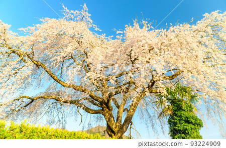 A beautiful weeping cherry tree scenery Gokase-cho, Nishiusuki-gun, Miyazaki Prefecture (Harada family's weeping cherry tree) A beautiful weeping cherry tree scenery Gokase-cho, Nishiusuki-gun, Miyazaki Prefecture (Harada family's weeping cherry tree) 93224909
