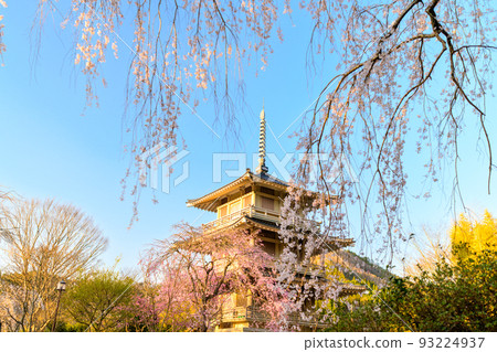 宮崎縣西臼杵郡五瀬町的常泉寺垂枝櫻花“旅遊景點：像平安畫卷一樣的壯麗景色” 93224937
