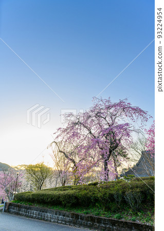 宮崎縣西臼杵郡五瀬町的常泉寺垂枝櫻花“旅遊景點:像平安畫卷一樣的壯麗景色” 宮崎縣西臼杵郡五瀬町的常泉寺垂枝櫻花“旅遊景點:像平安畫卷一樣的壯麗景色” 93224954