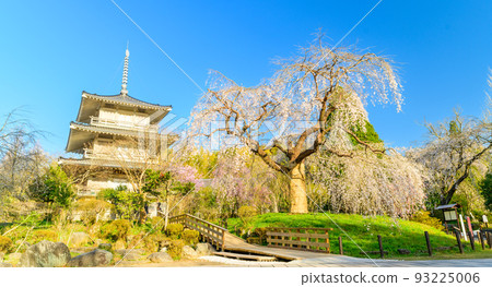 Weeping cherry blossoms at Josenji Temple ``Tourist spot: Splendid scenery like a Heian picture scroll'' Gokase-cho, Nishiusuki-gun, Miyazaki Prefecture Weeping cherry blossoms at Josenji Temple ``Tourist spot: Splendid scenery like a Heian picture scroll'' Gokase-cho, Nishiusuki-gun, Miyazaki Prefecture 93225006