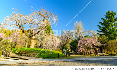 Weeping cherry blossoms at Josenji Temple ``Tourist spot: Splendid scenery like a Heian picture scroll'' Gokase-cho, Nishiusuki-gun, Miyazaki Prefecture 93225007