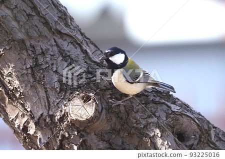 山雀尋找隱藏在樹幹中的昆蟲 93225016