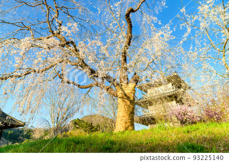 宮崎縣西臼杵郡五瀬町的常泉寺垂枝櫻花“旅遊景點：像平安畫卷一樣的壯麗景色” 93225140