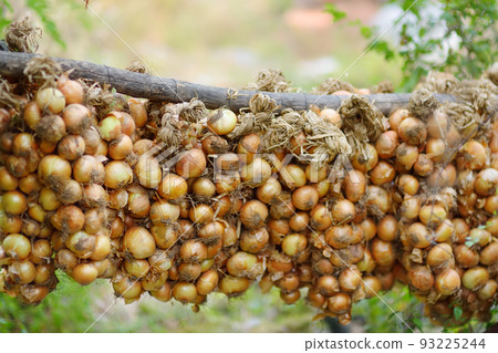 Fresh bio homegrown onion drying in old albanian village. Agriculture fair. Organic vegan food. Small local business. Fresh bio homegrown onion drying in old albanian village. Agriculture fair. Organic vegan food. Small local business. 93225244