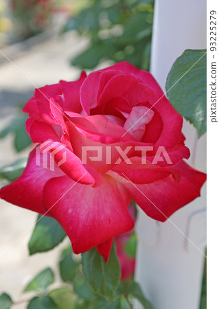 Beeffer's Rose Beeffer's Rose 93225279