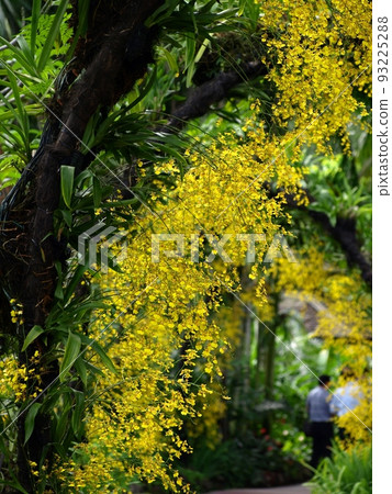 新加坡國家蘭花園的花園花 93225288