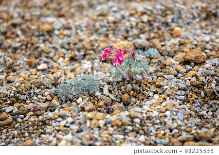 Komakusa Komakusa 93225333