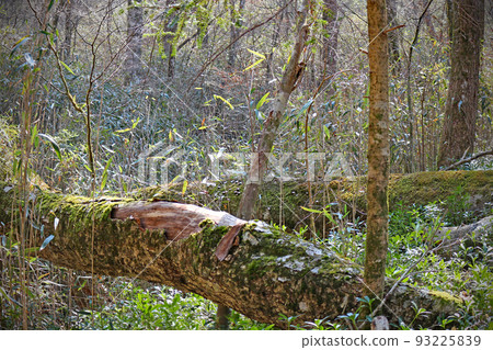 團多浦溪谷原始森林 Kirara Forest - 愛知縣設樂町 93225839