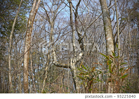 團多浦溪谷原始森林 Kirara Forest - 愛知縣設樂町 93225840