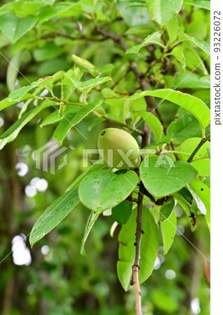 Tree: Karin rose family 93226072