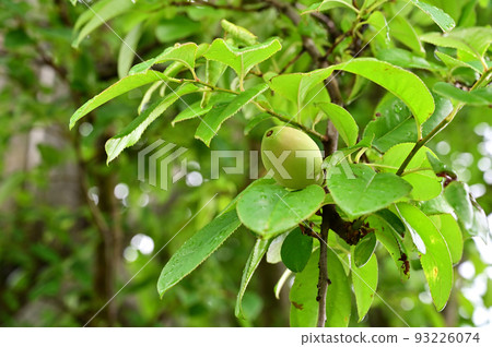 Tree: Karin rose family 93226074