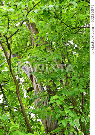 Tree: Karin rose family 93226075