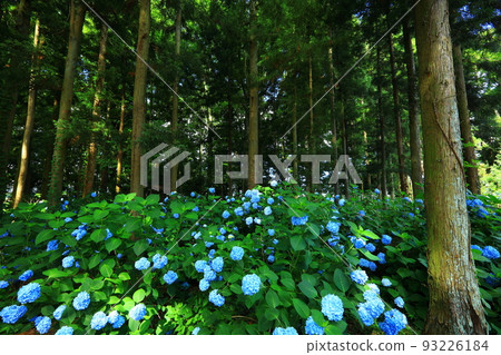 岩手縣花卷市寺院裡盛開的繡球花 岩手縣花卷市寺院裡盛開的繡球花 93226184