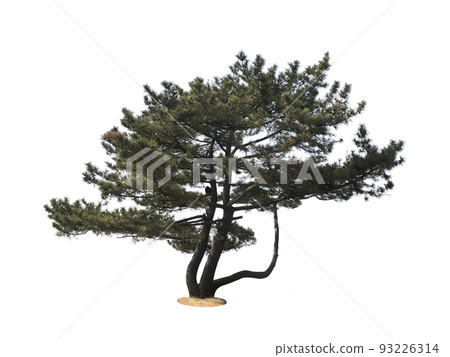 樹, 車, 背景 樹, 車, 背景 93226314