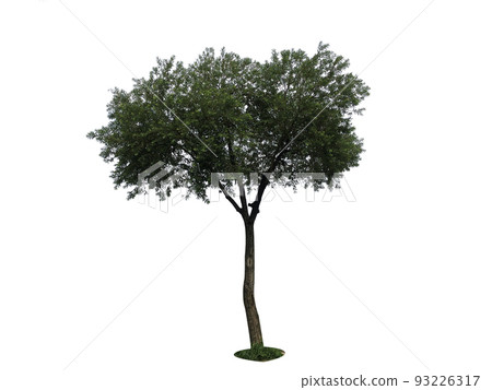 樹, 車, 背景 樹, 車, 背景 93226317