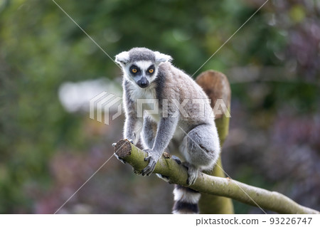 The ring-tailed lemur is posing outdoors. 93226747