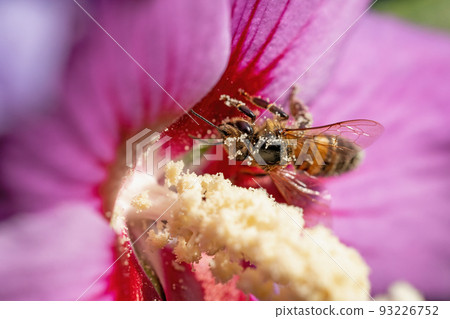 Honey bee sucking nectar in Hibiscus flower closeup. Honey bee sucking nectar in Hibiscus flower closeup. 93226752