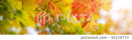 Colourful marple leaves on the branches in the autumnal park. 93226753