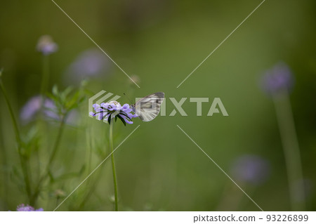 圓白菜白蝴蝶棲息在刀鞘上 圓白菜白蝴蝶棲息在刀鞘上 93226899