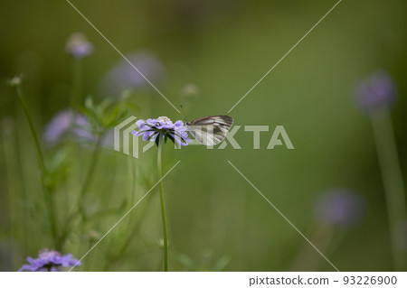 圓白菜白蝴蝶棲息在刀鞘上 圓白菜白蝴蝶棲息在刀鞘上 93226900