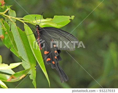 中國風車（男） 93227033