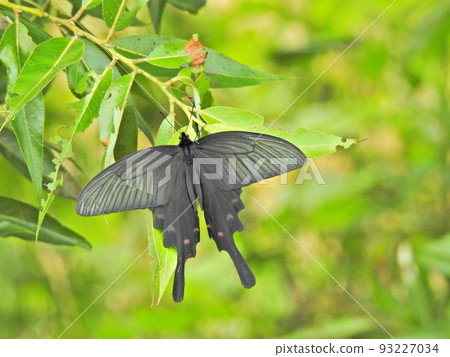 Chinese windmill (male) 93227034