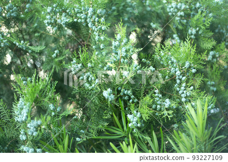 Thuja branches with cones close up background. 93227109