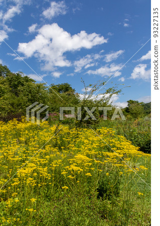 群馬縣中之條町山上庭園內的大江石 群馬縣中之條町山上庭園內的大江石 93227135