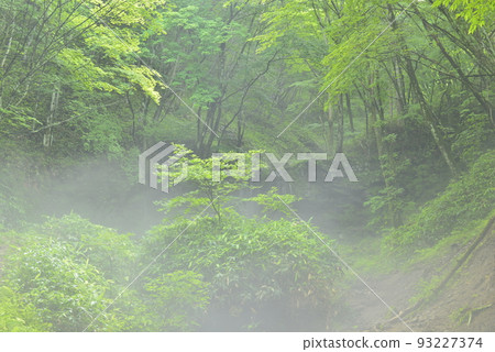 [Tsumagoi Village, Gunma Prefecture] Primeval Forest of Fog 93227374
