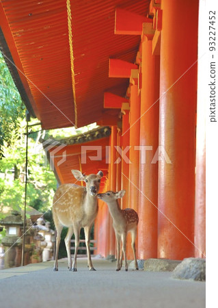 Nara deer Nara deer 93227452