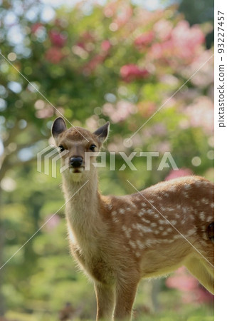 Nara deer 93227457