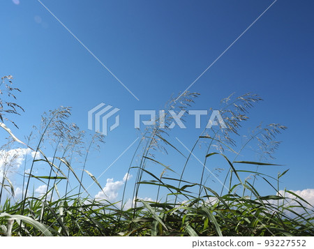 草和藍天 93227552